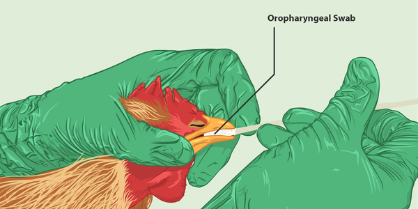 Chicken receiving an oropharyngeal swab via a person with green gloves.